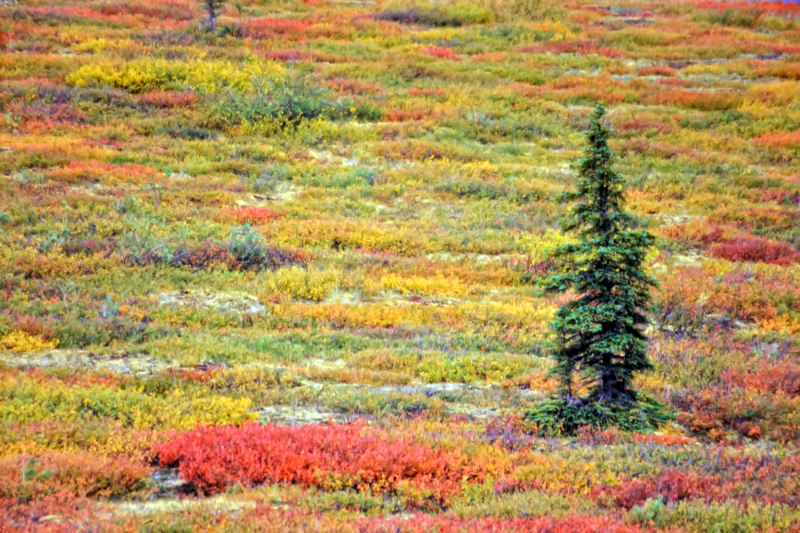 Berry season, Top of the Word Highway, Yukon